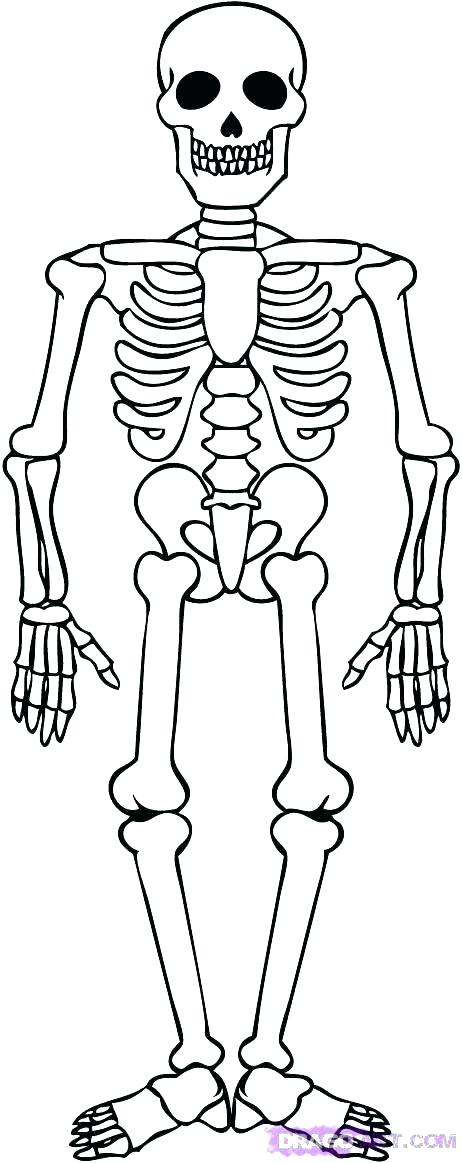 462x1163 Skeleton Coloring Sheet