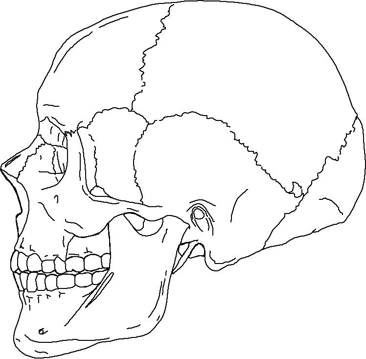 748x733 Axial Skeleton Coloring Sheet Axial Skeleton Coloring Page Photo