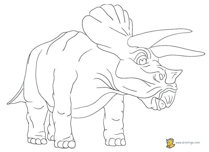 792x576 Axial Skeleton Coloring Sheet Bones Of The Axial Skeleton Axial