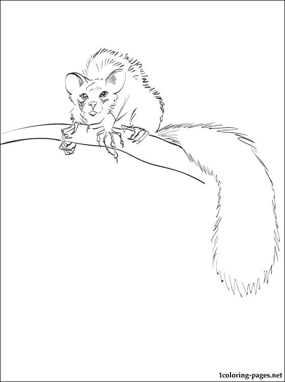 560x750 Aye Aye Lemur Coloring Pages For Kids