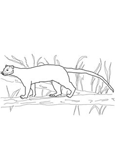 236x314 Aye Aye From Madagascar Coloring Page Madagascar