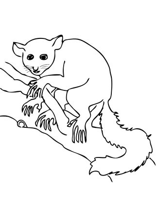 323x430 Aye Aye On A Branch Coloring Page Zoo Days Lemur