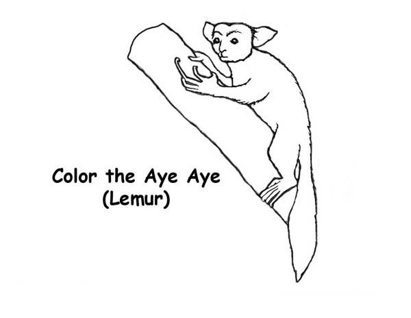 600x464 The Aye Aye Lemur Coloring Page Color Luna