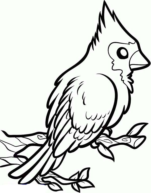 600x766 Coloring Cardinal Bird Coloring Page Printable In Conjunction