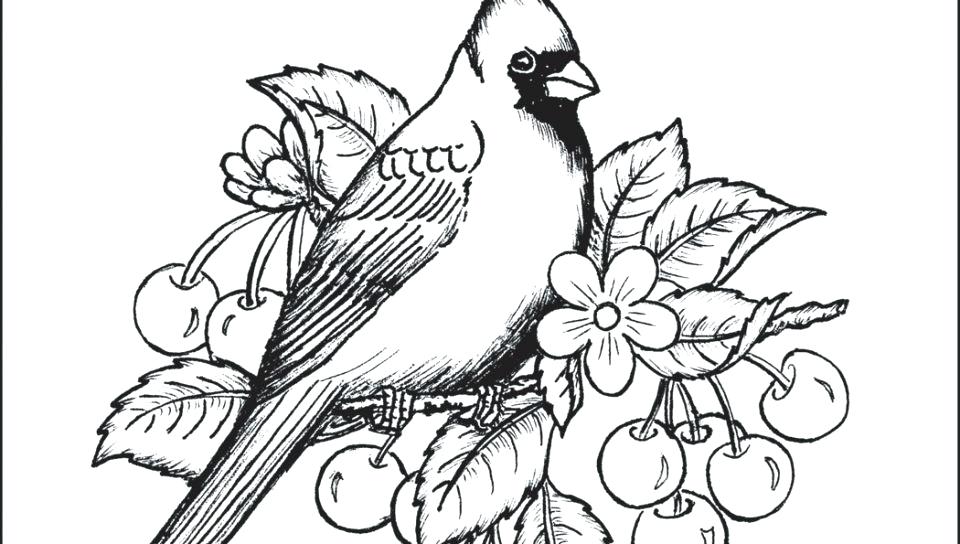 960x544 Cardinal Coloring Pages Shippa.co