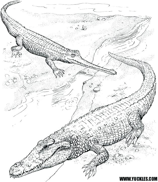 628x720 Baby Alligator Coloring Pages Alligator Coloring Pages Alligators
