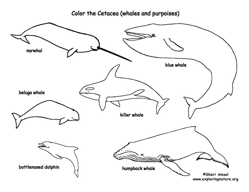 792x612 Coloring Pages Dolphins Free Coloring Pages Dolphins