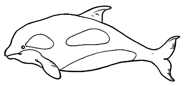 600x279 Whale Color Page S S S S S Beluga Whale Color Pages