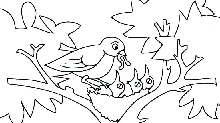 770x430 Bird Nest Coloring Page Bird Nest Coloring Page Baby Bird Coloring