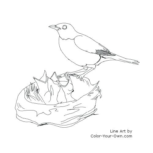 500x500 Baby Bird Coloring Page Baby Bird Printable Coloring Pages
