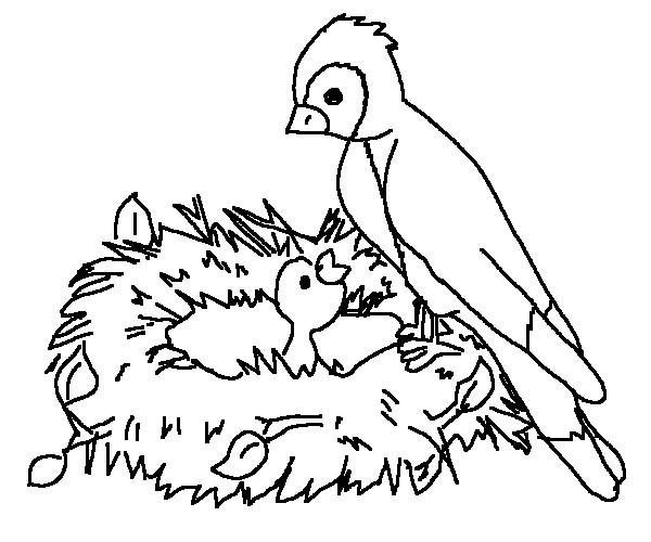 600x500 Baby Bird Coloring Pages