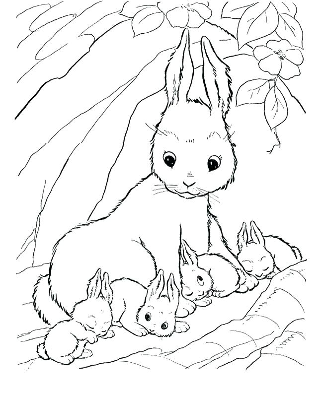 650x796 Coloring Pages Rabbit Rabbits Coloring Pages Cute Baby Bunny