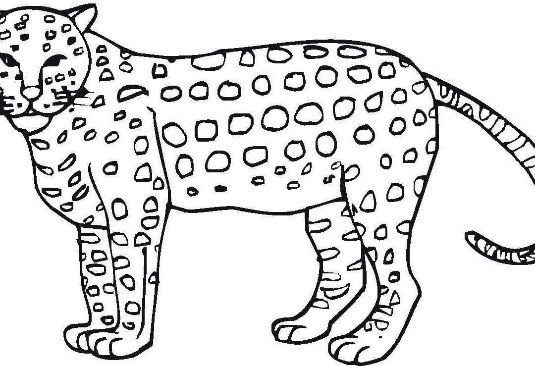 1080x739 Fantastic Baby Cheetah Coloring Pages Page For Kids Colouring Free
