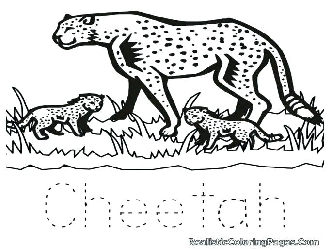 687x515 Baby Cheetah Coloring Pages Cheetah Coloring Page Amusing Cheetah