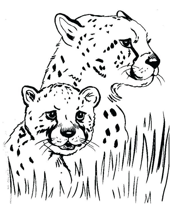 600x734 Picture Of A Cheetah To Color Fresh Cheetah Coloring Pages Image