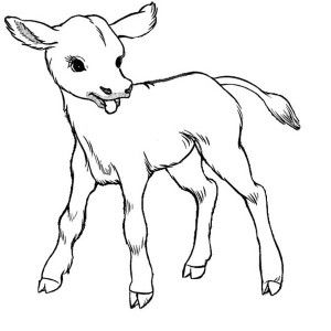 300x300 Cow, Just Born Baby Cow Coloring Page Just Born Baby Cow Coloring