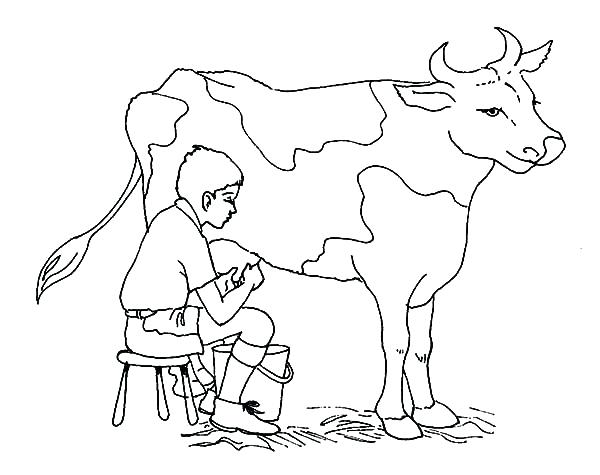 600x475 Cow Color Page Cow Coloring Pages Cow Color Pages Baby Cow