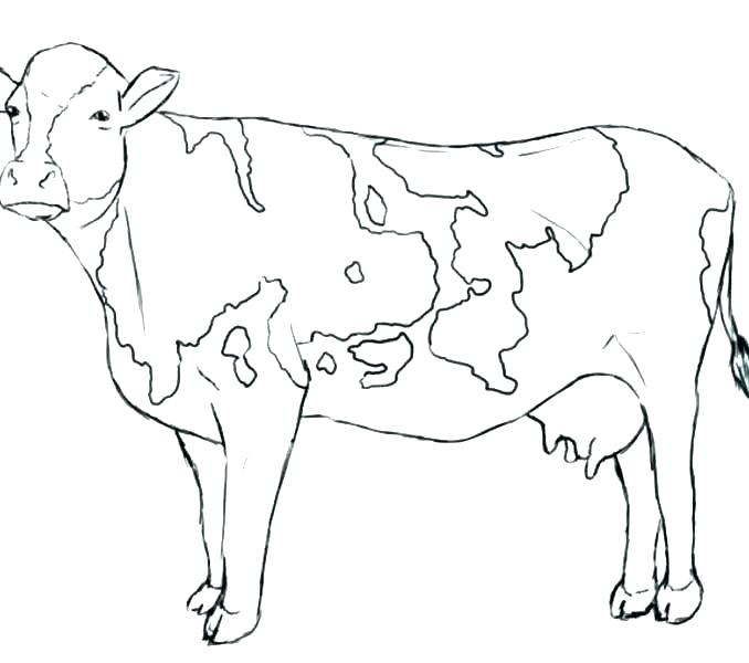 678x600 Cute Baby Cow Coloring Pages Cute Cow Coloring Pages Eating Grass