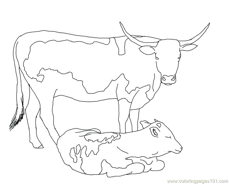 800x642 Baby Cow Coloring Pages Baby Farm Animals Coloring Pages Farm