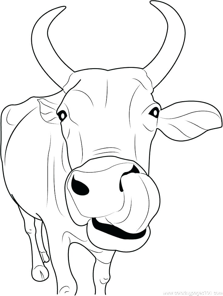 735x977 Baby Cow Coloring Pages Cows Coloring Pages Free Printable Cow