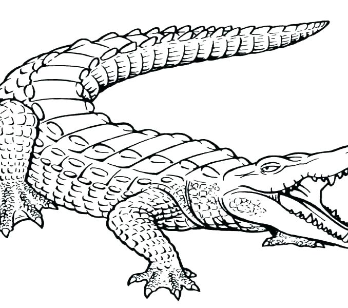678x600 Crocodile Coloring Page Crocodile Coloring Pages For Kids Baby