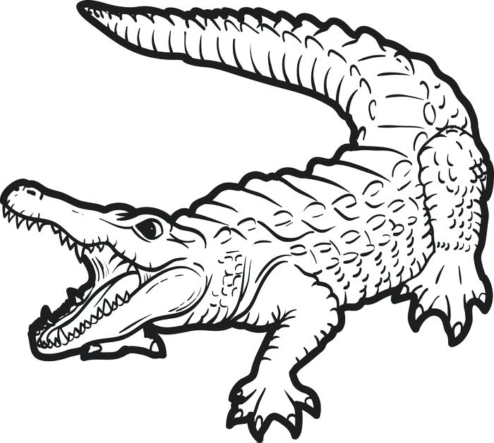700x628 Baby Crocodile Coloring Page Free Printable Coloring Pages Cute