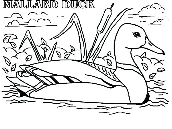 600x453 Coloring Sheet Baby Duck Coloring Page Free Duck Duck Coloring