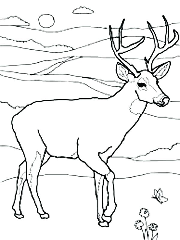 600x801 Coloring Baby Deer Coloring Pages Page Cute. Baby Deer Coloring Pages