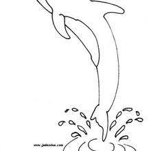 220x220 Baby Dolphin Coloring Pages