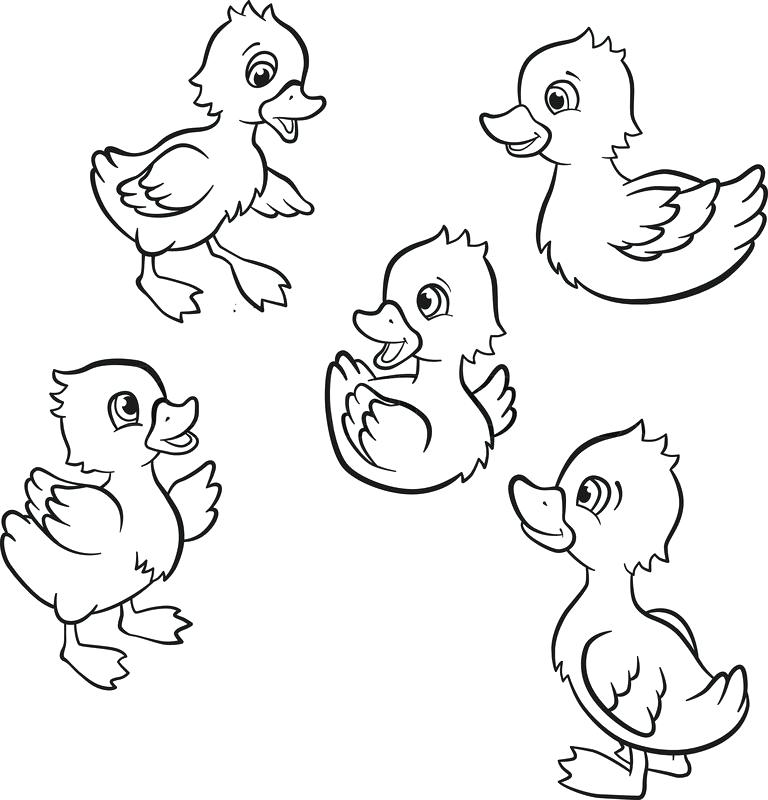 768x800 Duckling Coloring Pages Baby Duck Coloring Pages Pin Drawn Duck