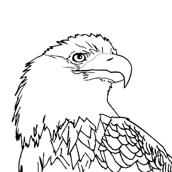 Baby Eagle Coloring Page