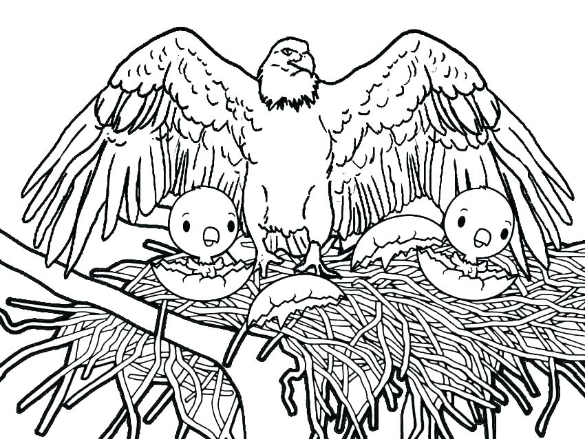 850x638 Eagle Coloring Pages Baby Eagle Coloring Pages Golden Eagle
