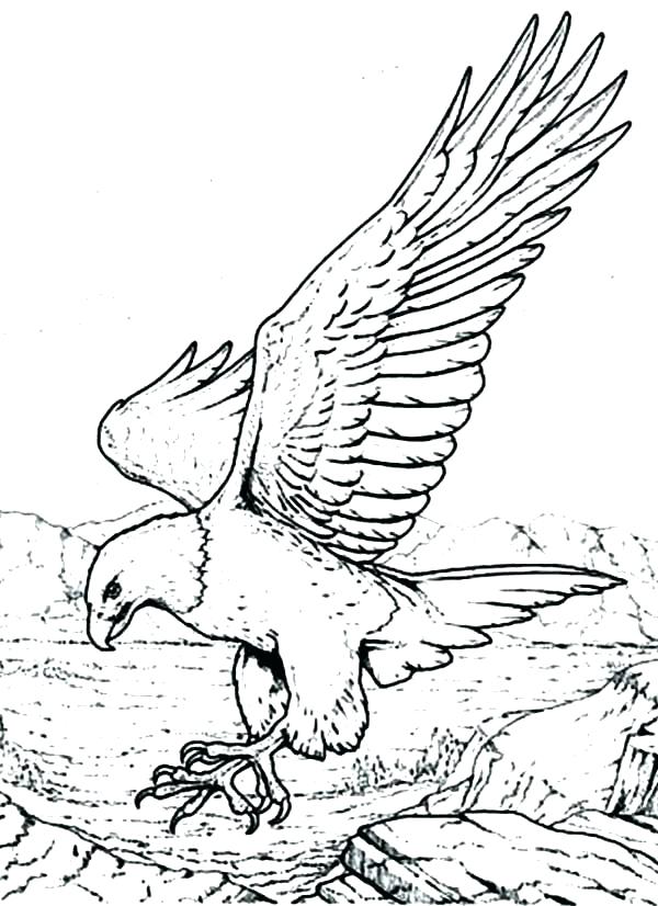 600x826 Eagle Coloring Picture Baby Eagle Coloring Pages Golden Eagle