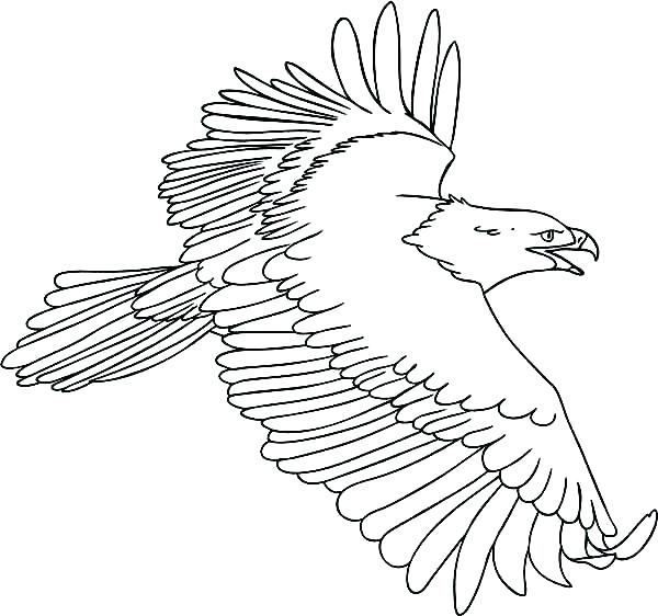 600x562 Eagles Coloring Pages Eagle Color Page Eagle Color Page Drawing