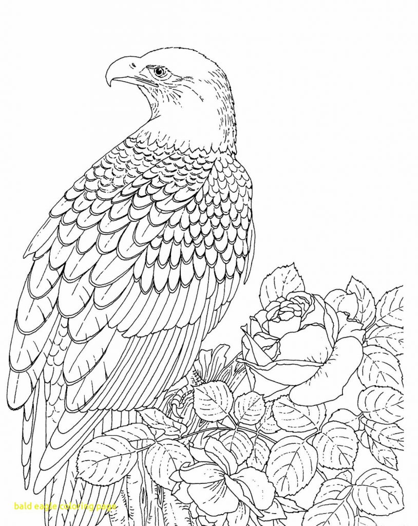 814x1024 Fine Eagle Coloring Page Realistic Bald Throughout Pages Mandala