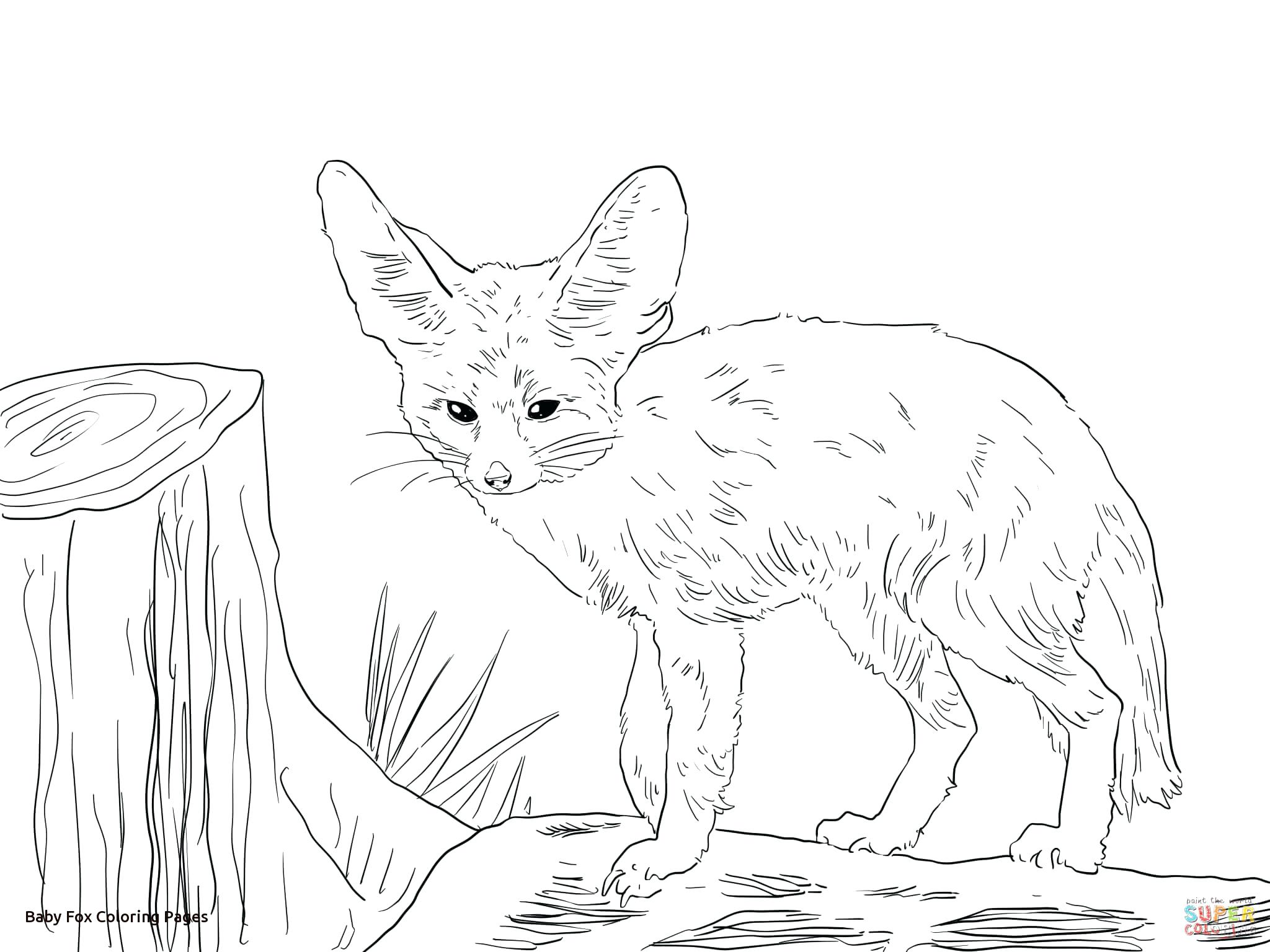2048x1536 Cute Baby Fox Coloring Page Sleep And Pages Plant For Kids Image