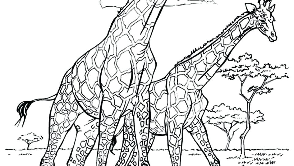 960x544 Giraffe Color Page Baby Giraffe Color Pages Printable Coloring