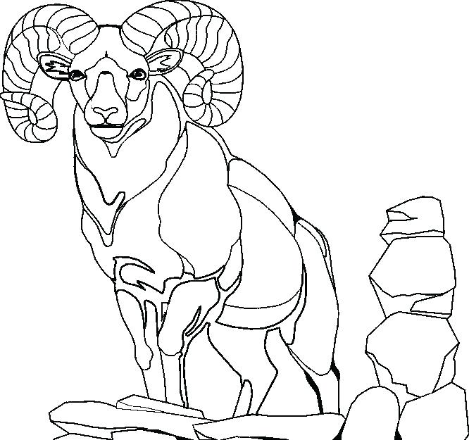 666x625 Baby Goat Colouring Pages Coloring Sheet Billy Book 3 Example Page