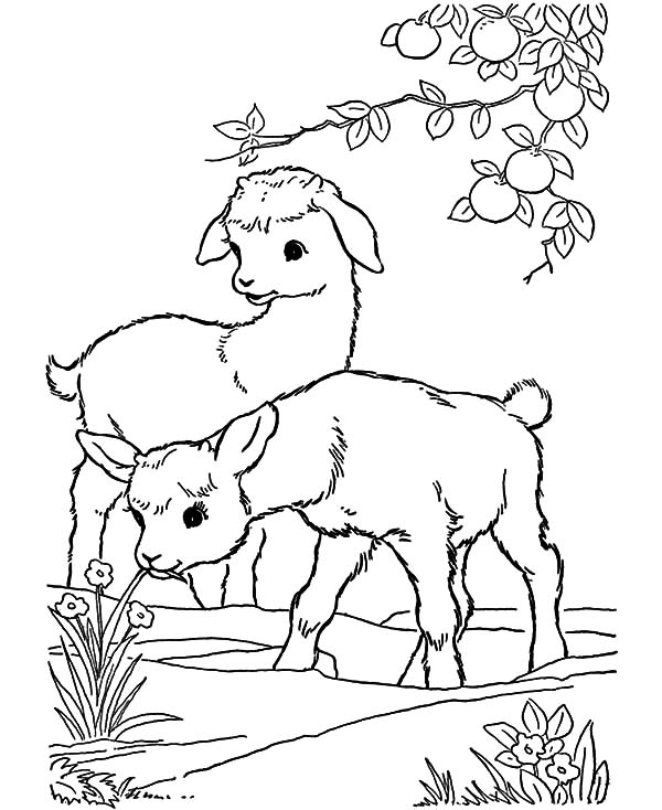 600x734 Baby Goat Playing Under Orange Tree Coloring Pages Color Luna