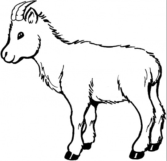 542x524 Baby Goat Coloring Page Amp Coloring Book