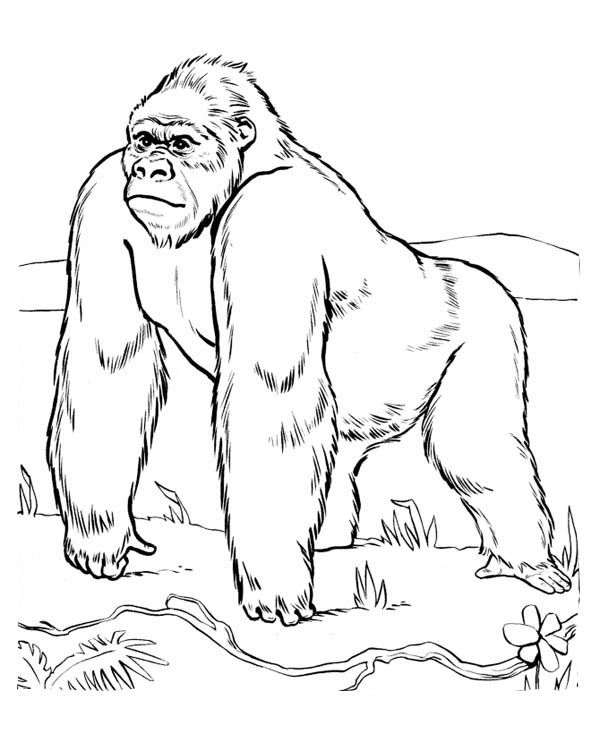 600x734 Baby Gorilla Coloring Sheet