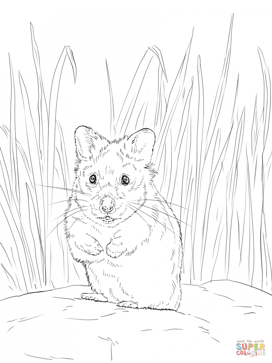 869x1159 Hamster Coloring Page Cute Colouring Pages Printable Free To Print