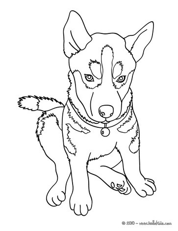 363x470 Sweet Looking Husky Coloring Pages Printable To Print Football