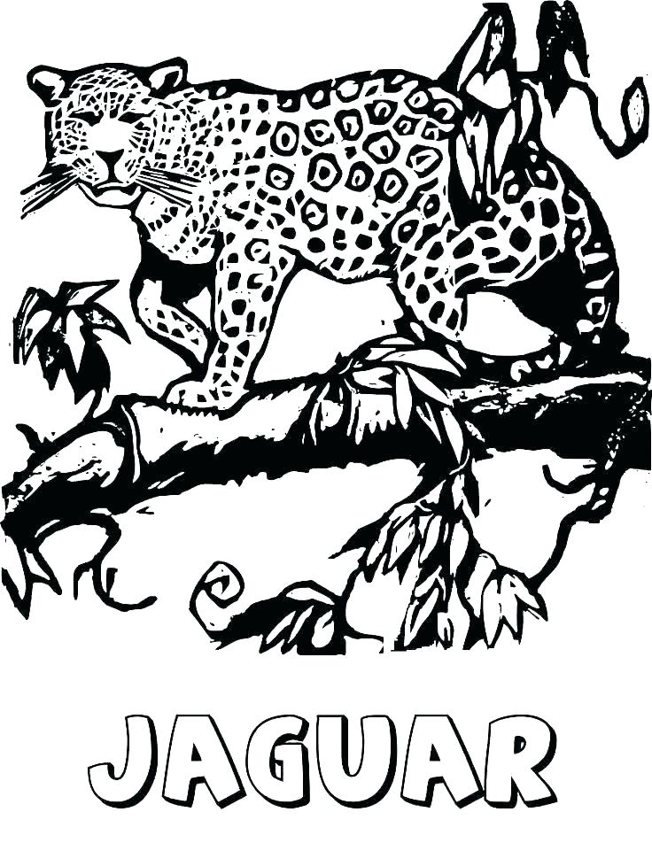 736x952 Baby Jaguar Coloring Pages Baby Jaguar Coloring Pages Ocelot