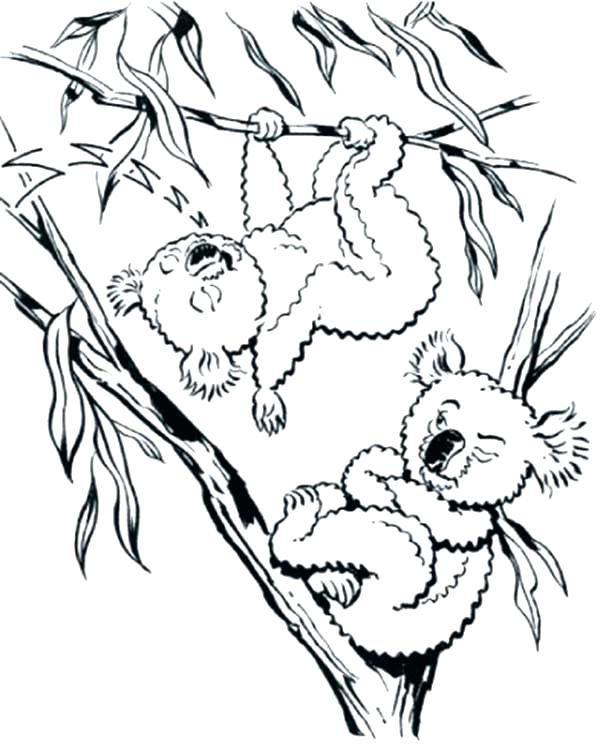 600x750 Koala Bear Coloring Page Koala Coloring Pages Koala Coloring Pages