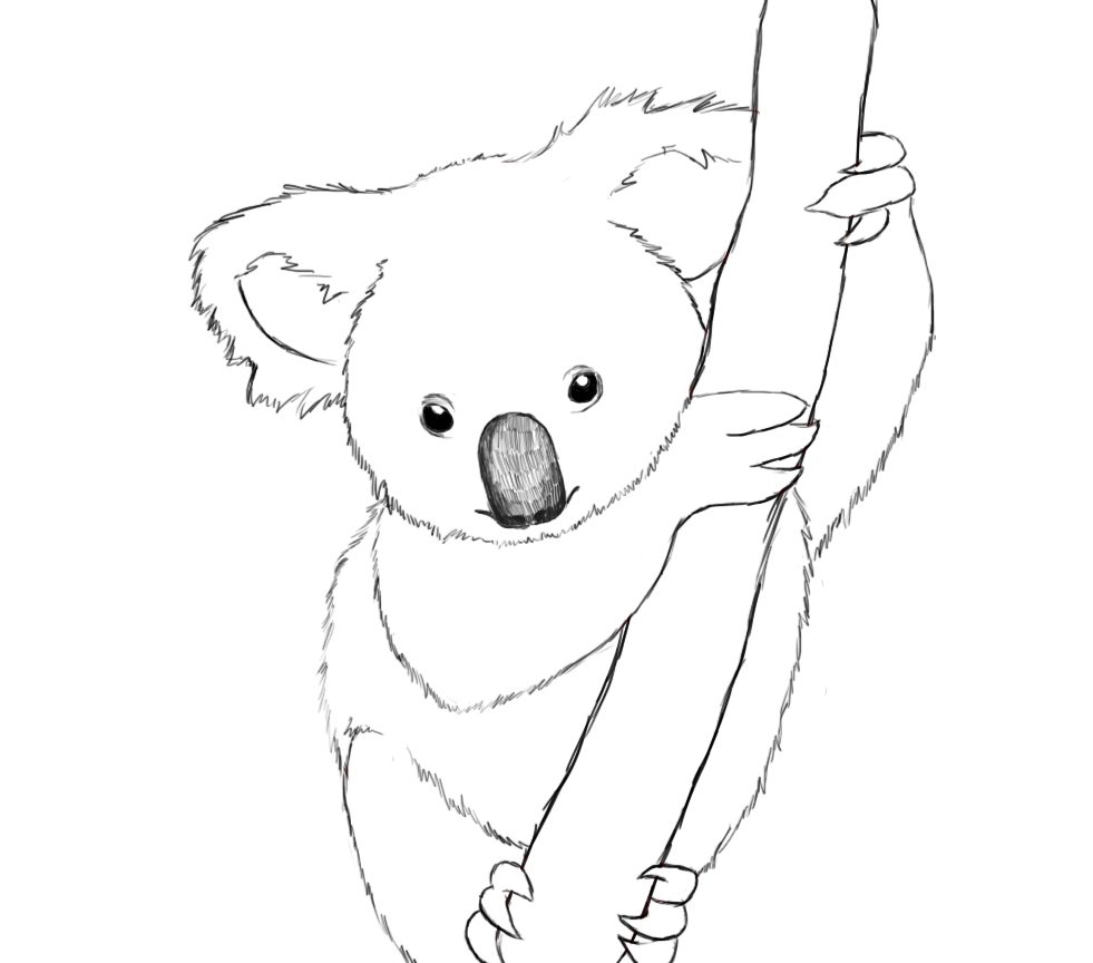 981x864 Koala Colouring Pages For Adults Free Printable Coloring Bear Baby