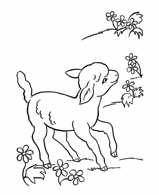Baby Lamb Coloring Pages