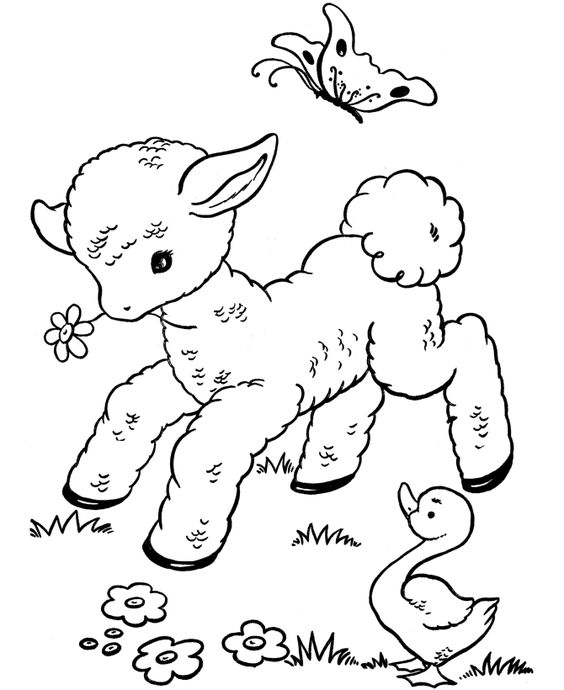 564x690 Cute Baby Lamb Free Coloring Page Animals, Lamb Coloring Pages