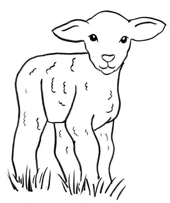 584x696 Baby Cute Lamb Coloring Pages Download