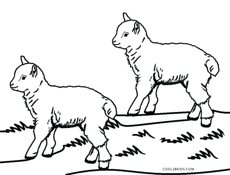 800x610 Lamb Coloring Pages Coloring Page Sheep Cute Fun School Stuff Lamb